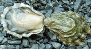 The Link Between Oysters and Sexual Health: Exploring Their Role in Treating Erectile Dysfunction